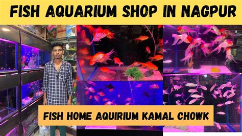 buy aquarium fish online nagpur|Fish World Nagpur .